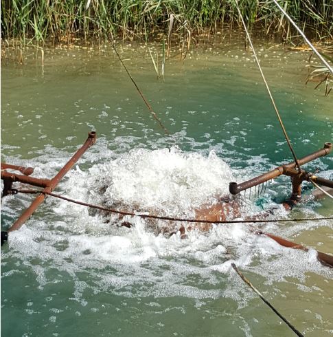Turbulent water overflowing from a vertical pipe into a vegetated wetland.
